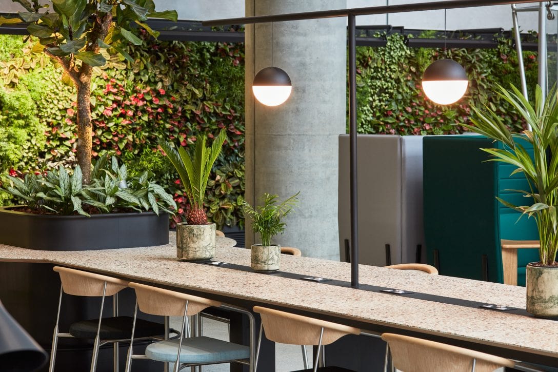 Office setting with a green wall and platers in the desktops. 